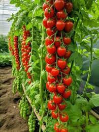 فن سیرکوله ترک سایز 50 ( آباد سازه آسیا )